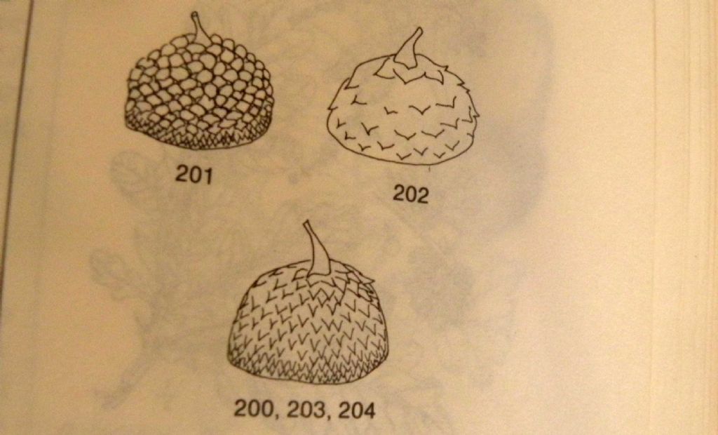 La quercia di Olimpia